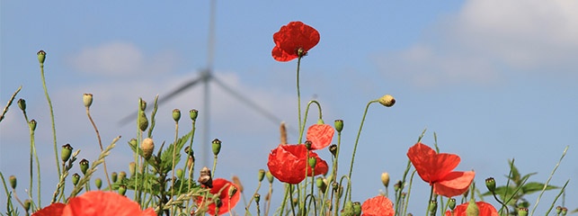 coquelicots