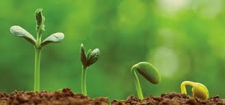 Plants growing